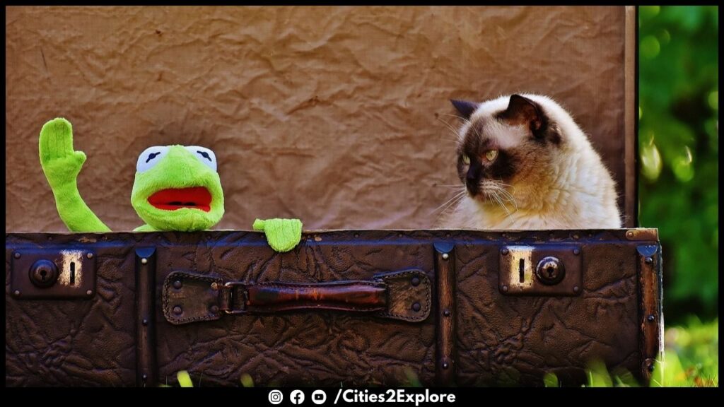 pet-cat-kermit-cities2explore